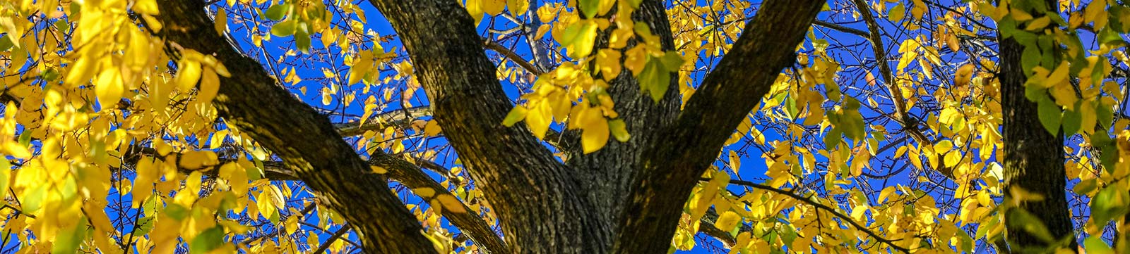 Shot of trees in Chicago in summer