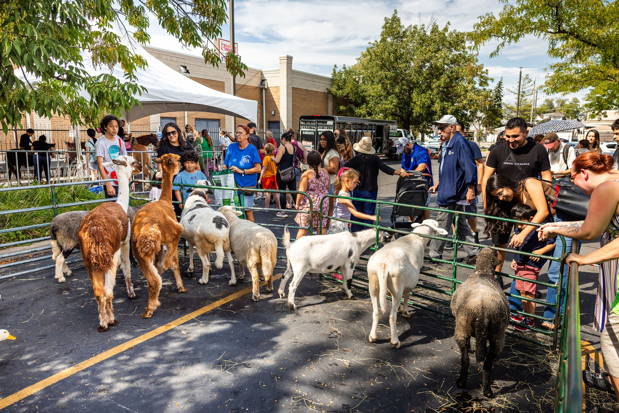 car show petting zoo