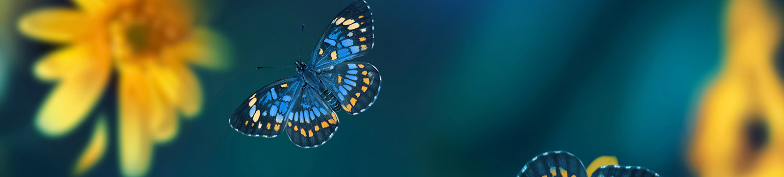 Close up shot of butterflies against flowers